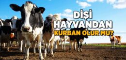 Dişi Hayvanlar Kurbanlık Olur mu?