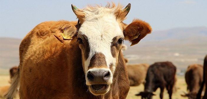 İhmal Sebebi İle Kurban Kesmeyen Kimse Ne Yapmalıdır?