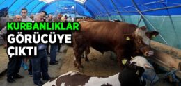 İstanbul’da Kurbanlıklar Görücüye Çıktı