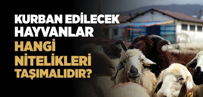 Kurban Edilecek Hayvanlar Hangi Nitelikleri Taşımalıdır?