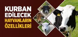 Kurban Edilecek Hayvanların Özellikleri