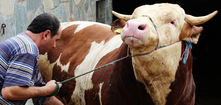 Kurban Kesmekle Yükümlü Olmanın Şartları