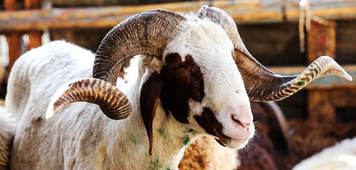 Kurban Kesmenin Hükmü ve Kurban Çeşitleri