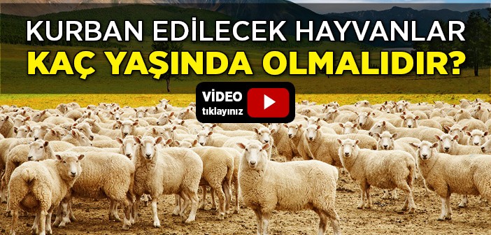 Kurban Olacak Hayvanlar Kaç Yaşında Olmalıdır?