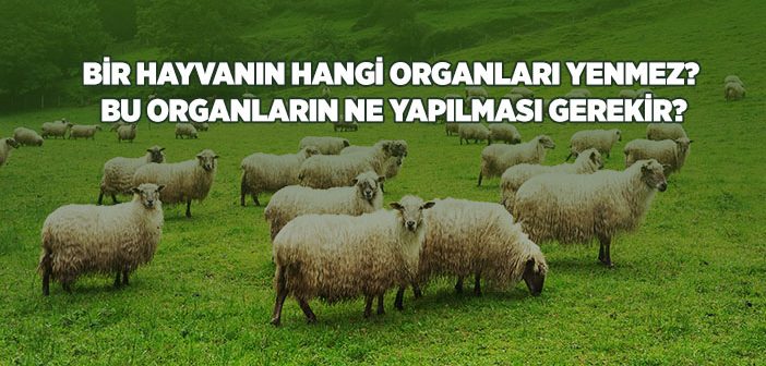 Kurbanın Yenmesi Haram Olan Organları Nelerdir?