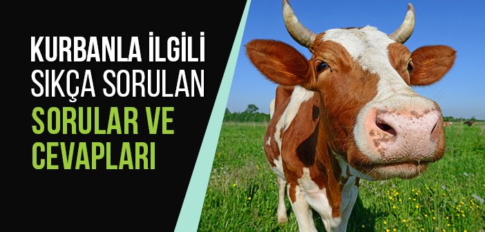 Kurbanla İlgili Merak Edilenler