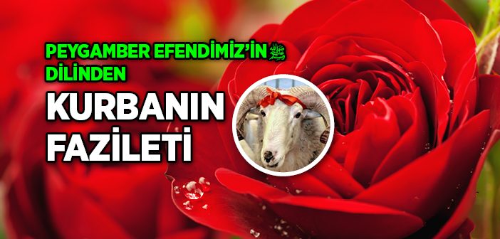 Peygamber Efendimiz’in Dilinden Kurbanın Fazileti