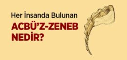 Acbü’z-zeneb Nedir?