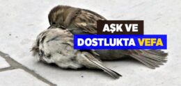 Aşk ve Dostlukta Vefa