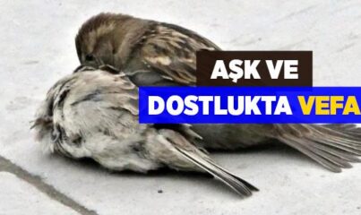 Aşk ve Dostlukta Vefa