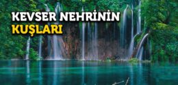 Kevser Nehrinin Kuşları