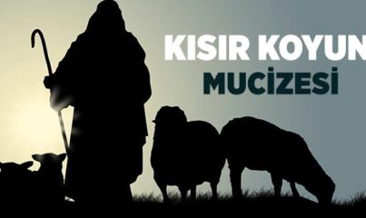 Kısır Koyun Mucizesi