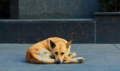 Kölenin Köpeğe Merhameti!