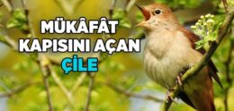 Mükafat Kapısını Açan Çile