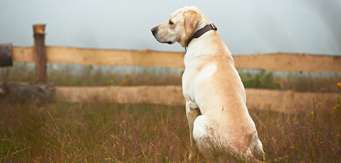 Padişah İle Av Köpeğinin İbretlik Hikâyesi