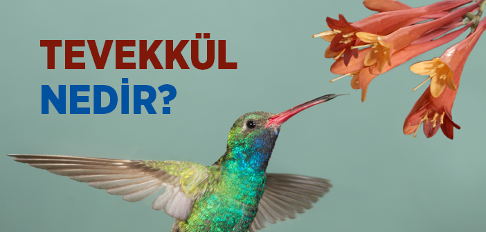 Tevekkül Nedir?