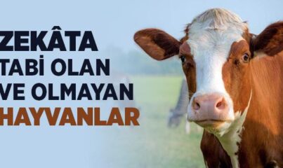 Zekâta Tabi Olan ve Olmayan Hayvanlar