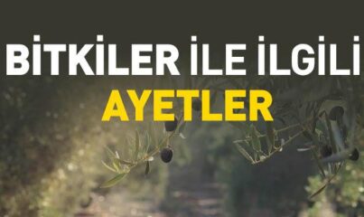 Bitkiler ile İlgili Ayetler